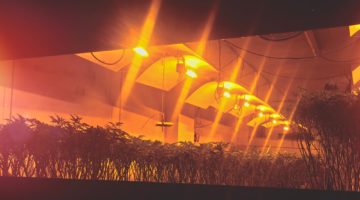 Indoor cannabis grow plantation with plants